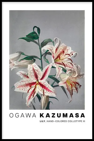 Ogawa Kazumasa - Lily, hand–colored collotype III